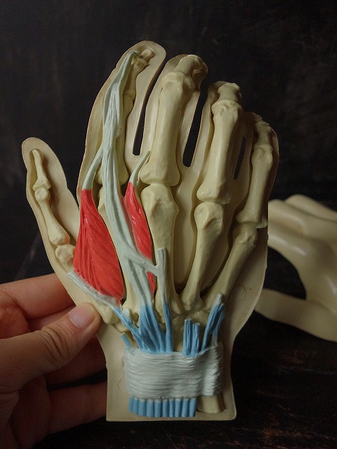 フランスヴィンテージ理科の手の解剖模型筋肉と骨